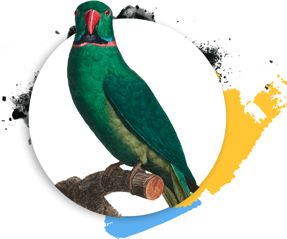 https://new.fotopoulou.gr/wp-content/uploads/2019/03/Psittaciformes.png